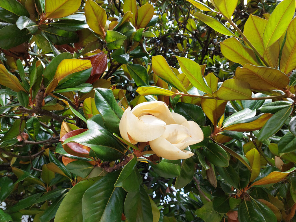 Keisarillinen Opatija  - magnoliat